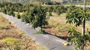 Plantación de palta en Grecia. Foto Wikifarm